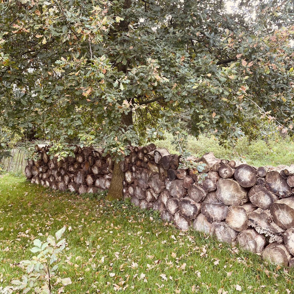 soft wood